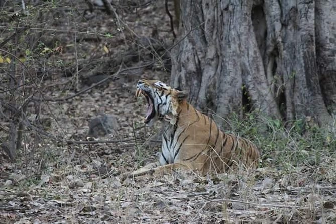 Private Full Day Trip to Ranthambore - Choosing a jeep or safari truck