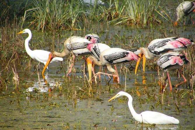Private Keoladeo National Park Tour sightseeing - All Inclusive - Why Keoladeo Makes a Good Change from Agra