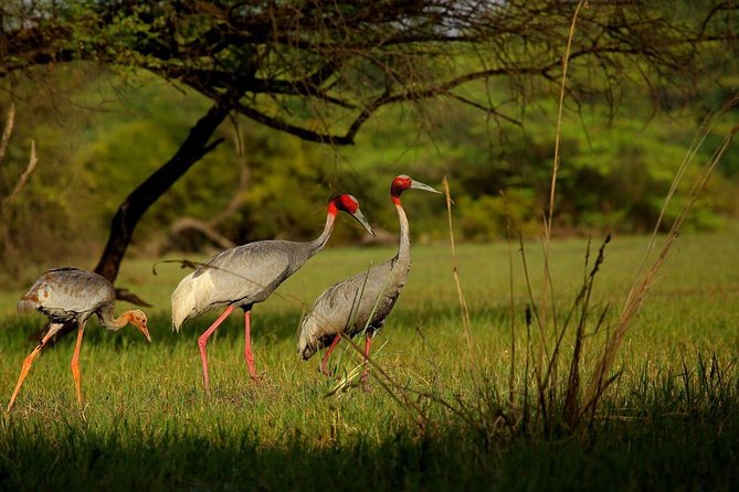 Private Keoladeo National Park Tour sightseeing - All Inclusive - Tickets, Confirmation, and Practical Planning