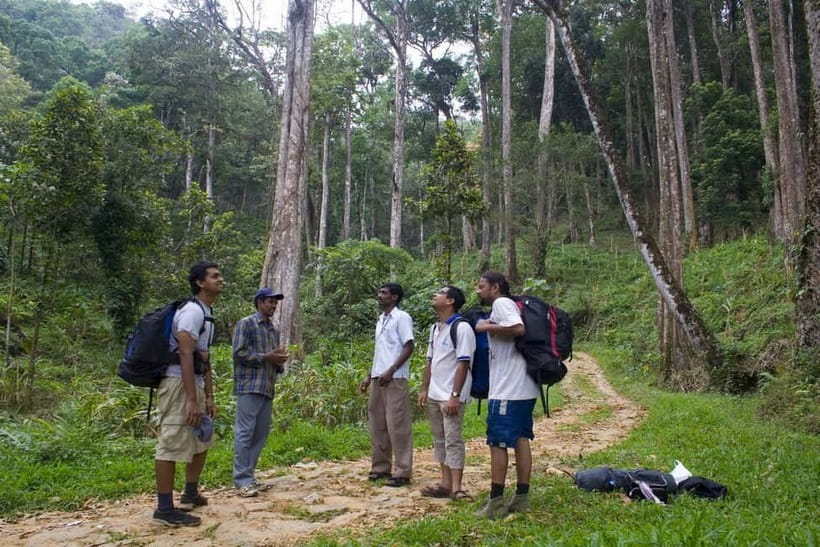 Private Munnar Tea Trek - Birds, plants, and the chance of wildlife