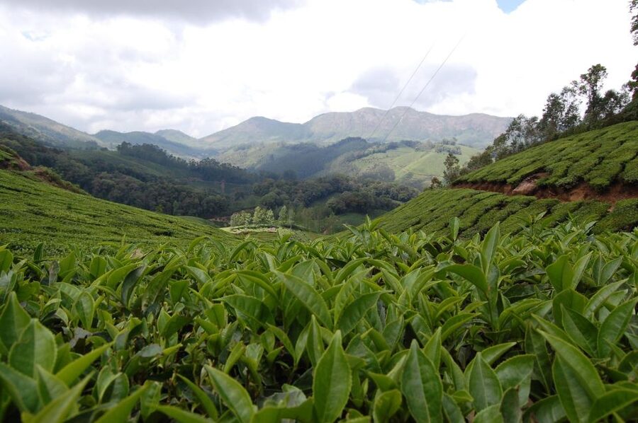 Private Munnar Tea Trek - Snacks, water, and what you should carry