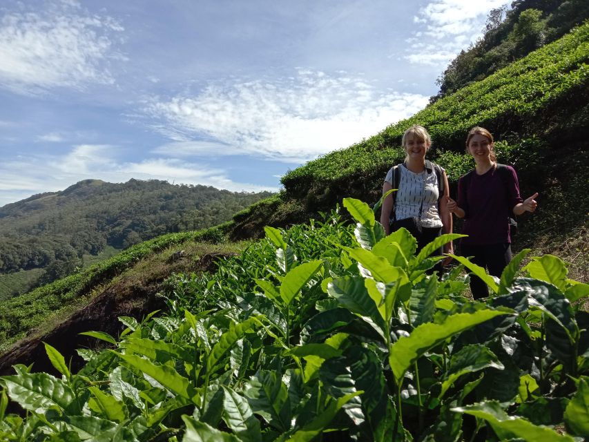 Private Munnar Tea Trek - Walking through Lakshmi Tea Estate
