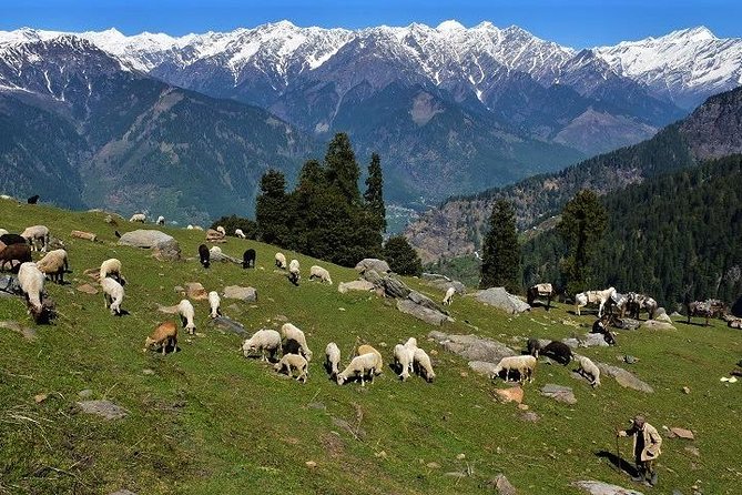 Private One Day Hiking Trip in Manali, Scenic Mountain Trail in Manali - Is $43.91 good value?