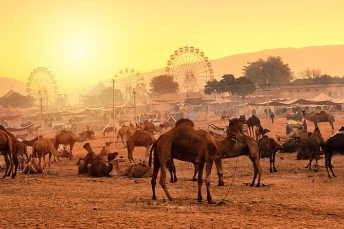 Private One Day Trip to Pushkar from Jaipur - The Dargah Sharif and Ajmer’s spiritual center