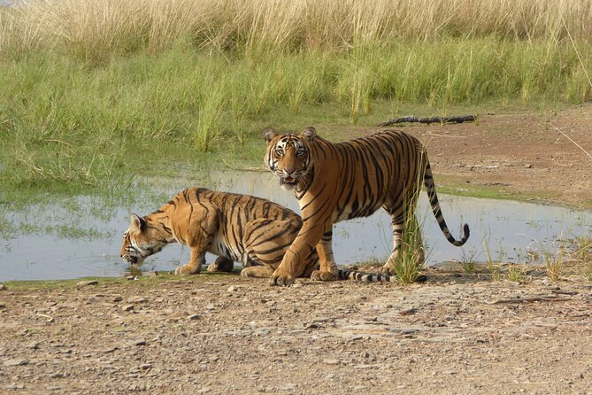 Ranthambore National Park - Key points to know before booking