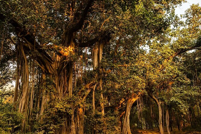 Ranthambore National Park - Safari zones can change the mood