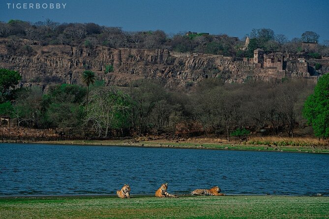 Ranthambore National Park - Guides, drivers, and the value of local help