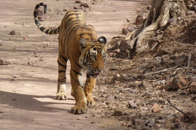 Ranthambore National Park - Train connections and timing advice