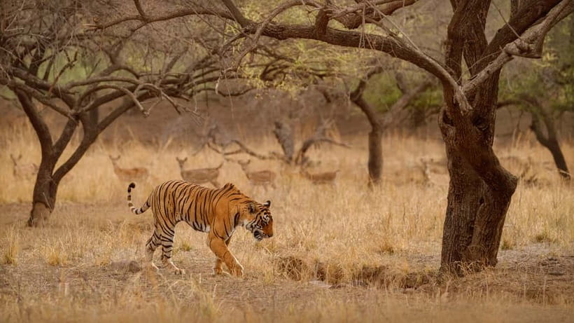Ranthambore National Park: Safari Ticket with Pickup Option - Key points to know before booking