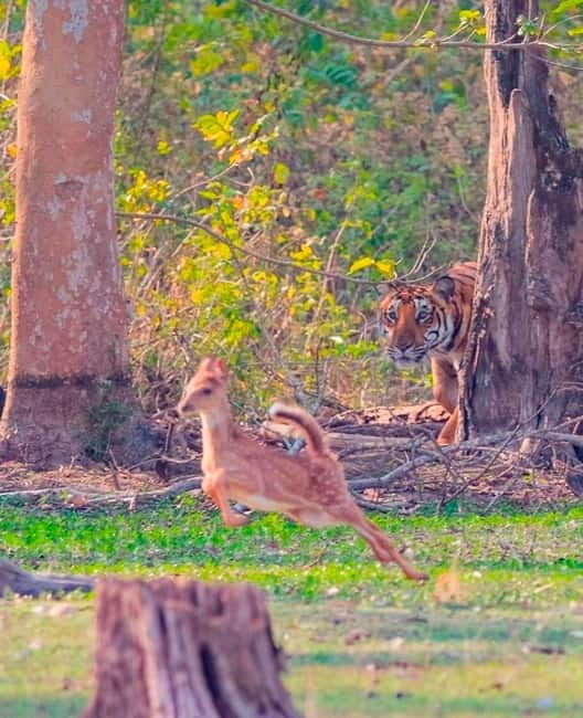 Ranthambore National Park: Safari Ticket with Pickup Option - Price, flexibility, and value