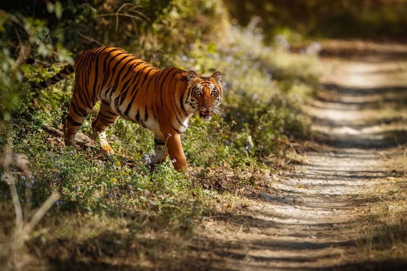 Ranthambore National Park: Safari Ticket with Pickup Option - What the Ranthambore safari is really like