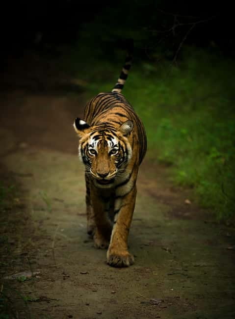 Ranthambore National Park: Safari Ticket with Pickup Option - Morning and afternoon departure times
