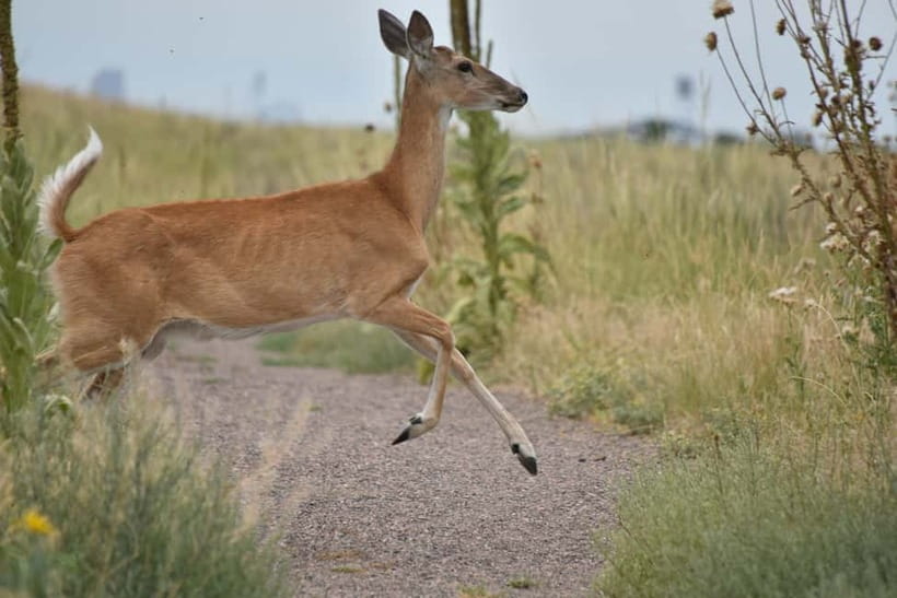 Ranthambore National Park: Safari Ticket with Pickup Option - What to bring and what the park forbids