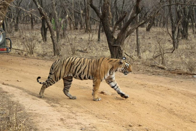 Ranthambore National Park: Safari Ticket with Pickup Option - Pickup around Sawai Madhopur
