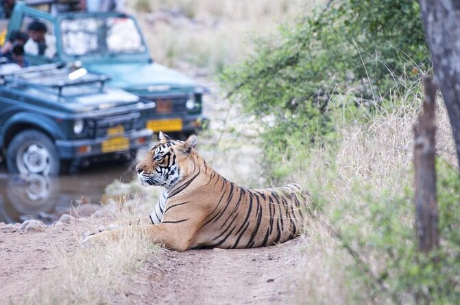 Ranthambore Safari Admission tickets : Choose your Option - Key points to know before booking
