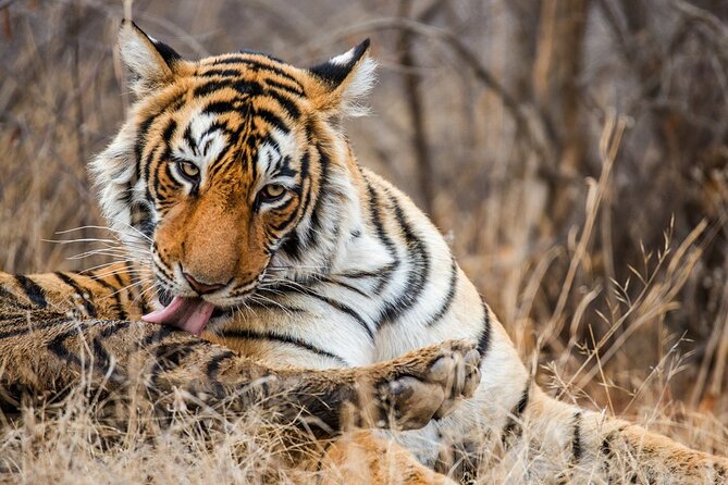 Ranthambore Safari Admission tickets : Choose your Option - Gypsy Jeep or 20-seat canter?