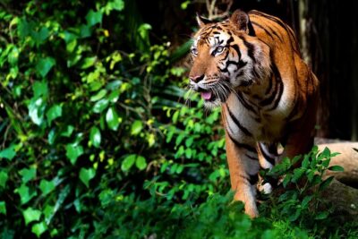 Ranthambore Safari Admission tickets : Choose your Option