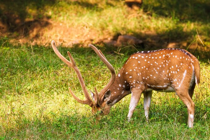 Ranthambore Safari Admission tickets : Choose your Option - Morning versus afternoon departure