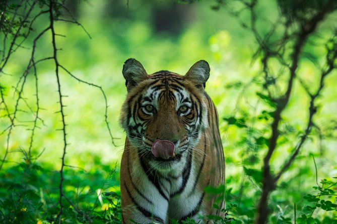 Ranthambore: Sharing Safari In Canter Or Gypsy Vehicle All Incl. - The Sawai Madhopur pickup and early start