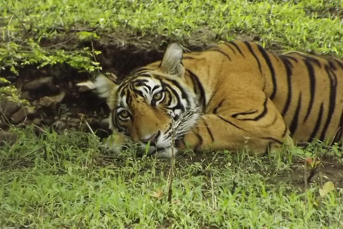 Ranthambore Tiger Safari Day trip from Jaipur - All Inclusive - Who should book this experience?