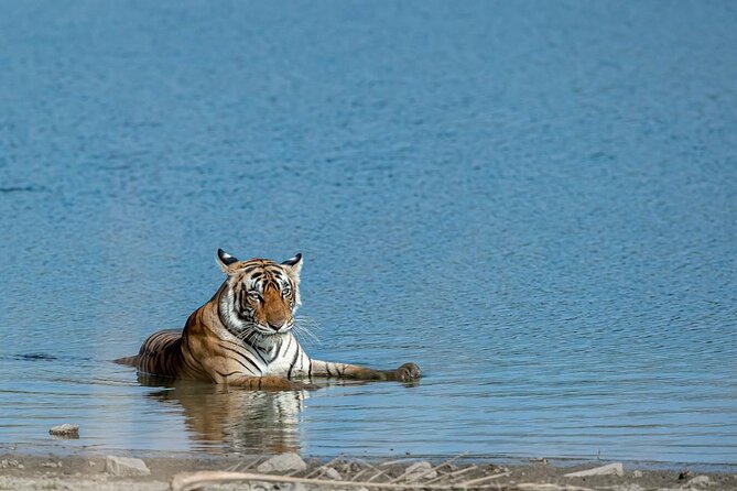 Ranthambore Tiger Safari from Jaipur – 1 or 2 Days - Key points to know before booking