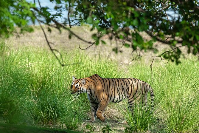 Ranthambore Tiger Safari from Jaipur – 1 or 2 Days - Returning to Jaipur after the safari