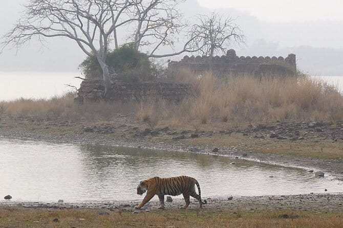 Ranthambore Tiger Safari Private Same Day Trip from Jaipur - Why this Jaipur to Ranthambore trip works