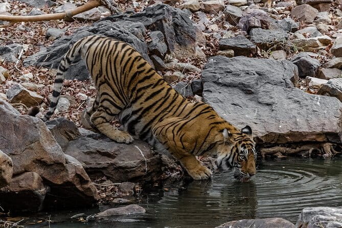 Ranthambore Tiger Safari Private Same Day Trip from Jaipur - The tiger question: luck, timing, and patience