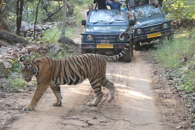 Ranthambore Tiger Safari Private Same Day Trip from Jaipur - Arrival in Sawai Madhopur and the pause before the safari