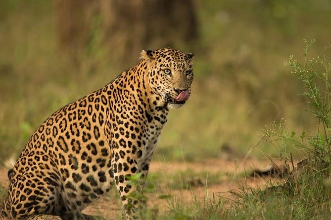 Safari In Jhalana Leopard Conservation Reserve, Jaipur - Key points to know before booking