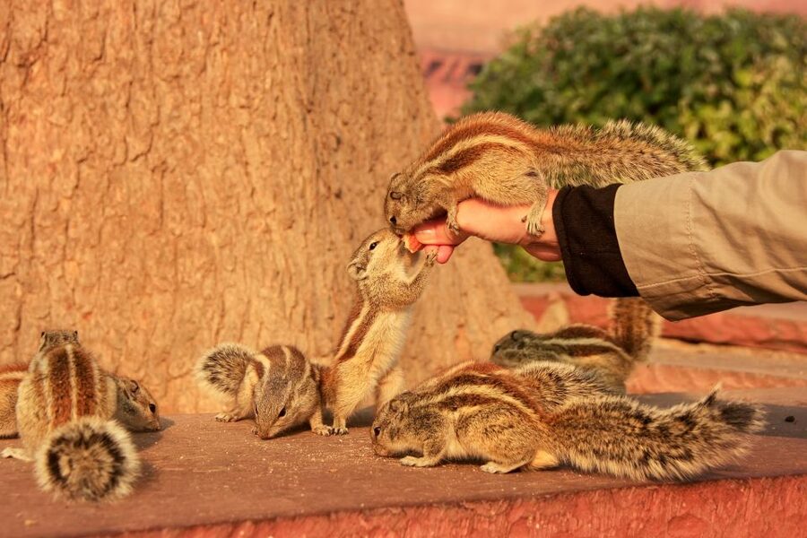 Same Day Taj Mahal, Agra Fort & Baby Taj Tour from Jaipur - First sight of the Taj Mahal