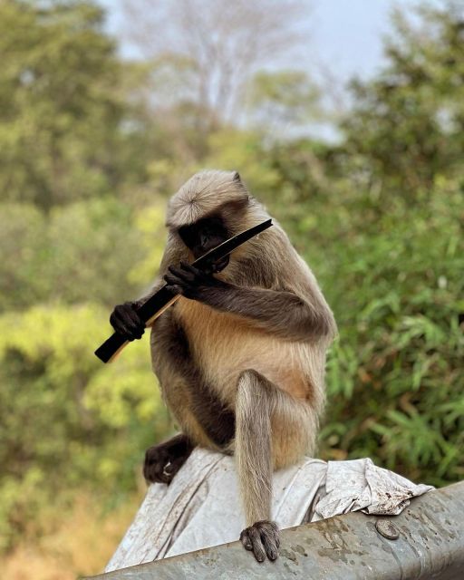Sanjay Gandhi National Park + Kenheri Caves + Lion Safari - Starting at Sanjay Gandhi National Park