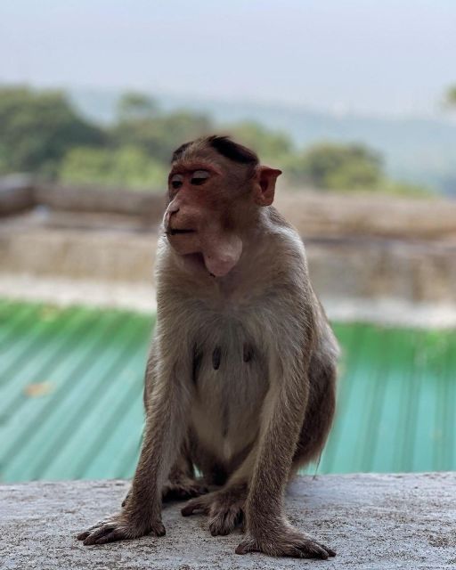 Sanjay Gandhi National Park + Kenheri Caves + Lion Safari - Jain temple, Pagoda, and the quieter side of the day