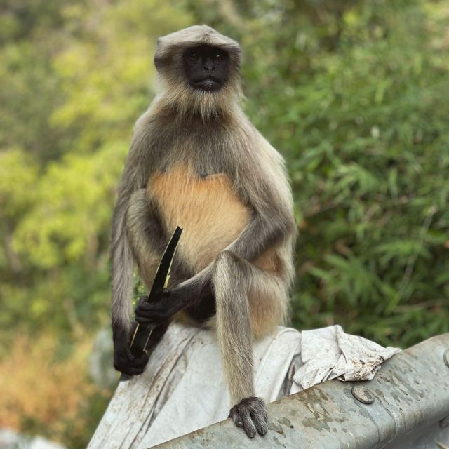Sanjay Gandhi National Park + Kenheri Caves + Lion Safari - Is $54 good value?