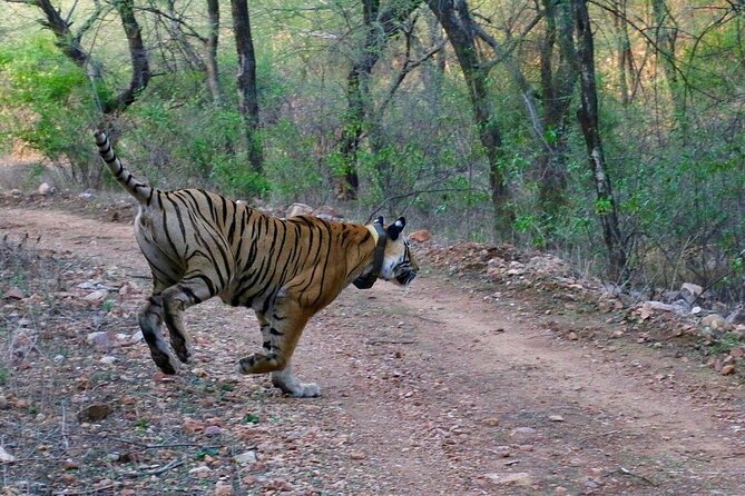 Sariska Tiger Reserve Assistance for Gypsy Private Safari Tickets - Choosing between the 6 a.m. and 2 p.m. drives