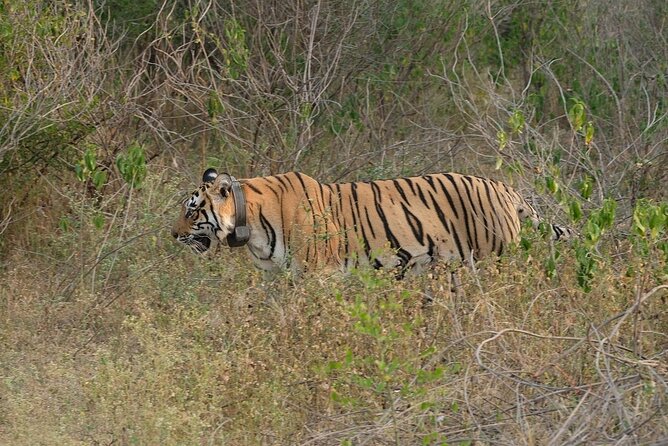 Sariska Tiger Reserve Assistance for Gypsy Private Safari Tickets - Who should book this private safari?