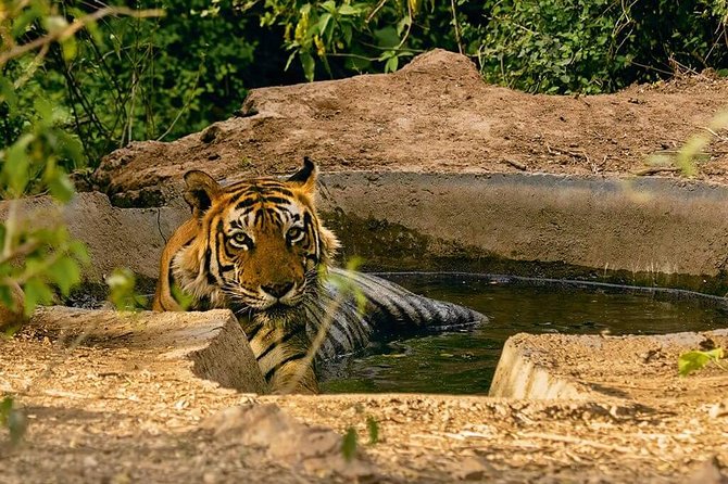 Sariska Tiger Reserve Assistance for Gypsy Private Safari Tickets - Entering Sariska with an official park ticket