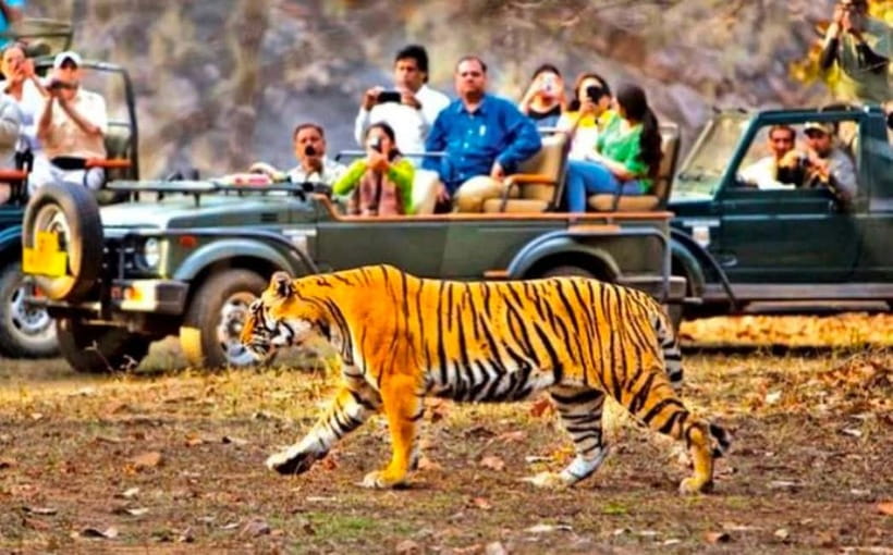 Sawai Madhopur: Ranthambore National Park Guided Jeep Safari - Key points before you book