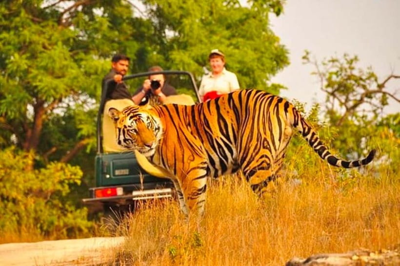 Sawai Madhopur: Ranthambore National Park Guided Jeep Safari - Searching the forest for a Bengal tiger