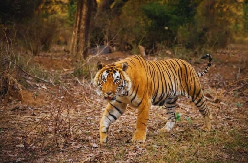 Sawai Madhopur: Ranthambore National Park Guided Jeep Safari - What is included, and what is not