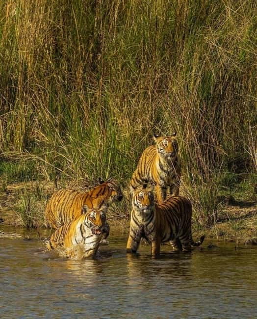 Sawai Madhopur: Ranthambore National Park Guided Jeep Safari - How the experience has performed