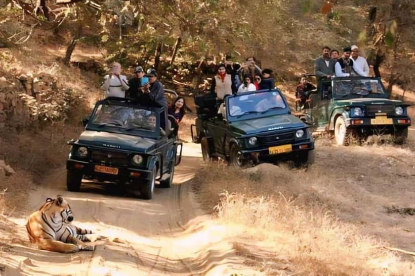 Sawai Madhopur: Ranthambore National Park Guided Jeep Safari - Why the Jeep changes the feel of the safari