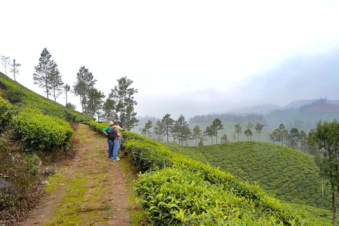Scenic Kerala : Hills, Wildlife, Backwaters & Beach Bliss- 7 Days - Five things to know before booking