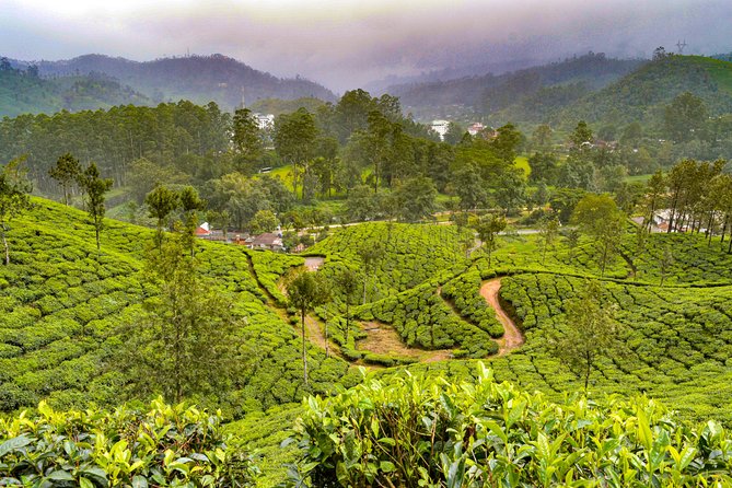 Scenic Kerala : Hills, Wildlife, Backwaters & Beach Bliss- 7 Days - The big picture: seven days across Kerala
