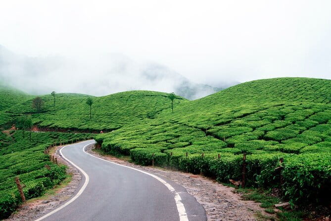 Serene Munnar Retreat: Private Tour from Kochi to the Munnar Hill - Rose Garden: color before the return drive