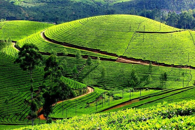 Serene Munnar Retreat: Private Tour from Kochi to the Munnar Hill - Kannan Devan Tea Museum: context before the tea gardens