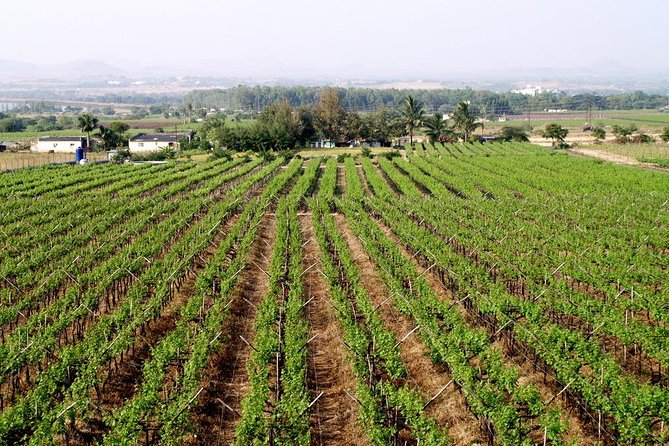Sula Vineyards Day tour from either Mumbai OR Nashik - Why Sula Vineyards makes a good Mumbai day trip