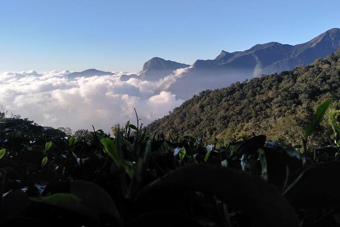 Sunrise Tour in Top Station, Munnar ( By Munnar Info) - Walking through the tea plantation to Top Station