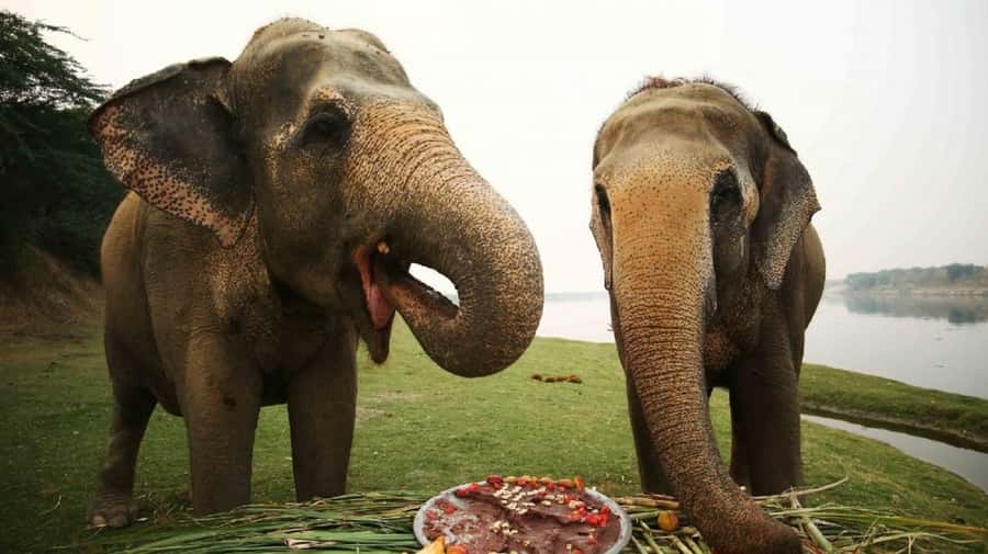 Taj Mahal Tour with Optional Wildlife Rescue Center Visit - Key points to know before booking