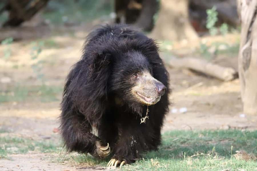 Taj Mahal Tour with Optional Wildlife Rescue Center Visit - Why a Taj Mahal sunrise visit is worth the early alarm